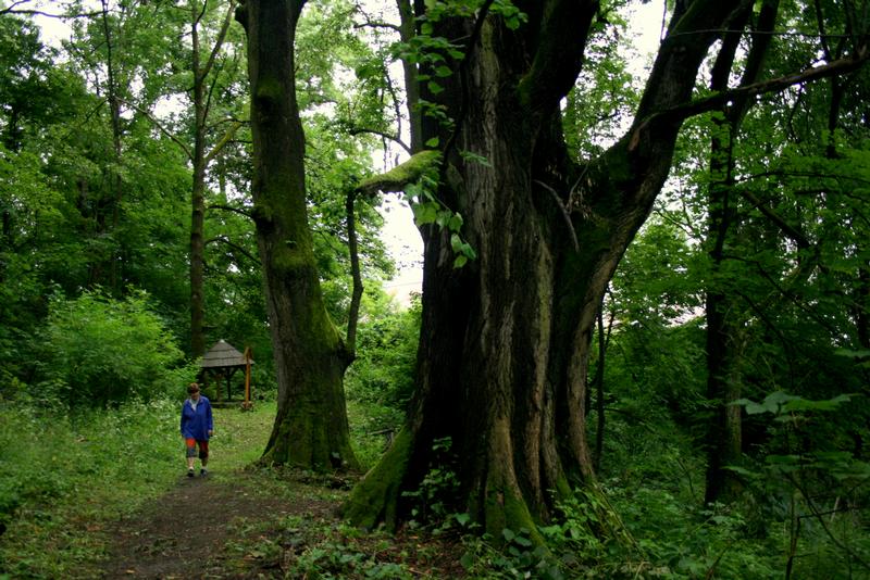 Naučná stezka Hradisko