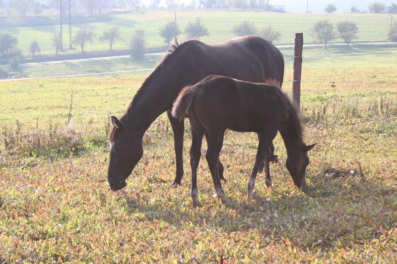 Chovatelská stanice Eva Brostíková