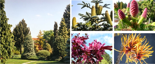 Horák a synové Okrasné školky