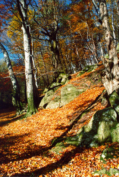 Přírodní památka Barborka