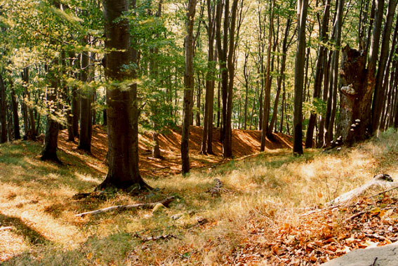 Hradisko Holý kopec