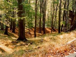 Hradisko Holý kopec