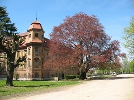 Památný buk v zámecké zahradě.