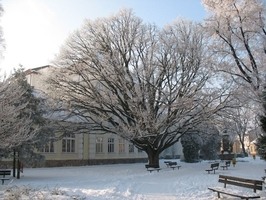 Líska turecká ve Smetanových sadech