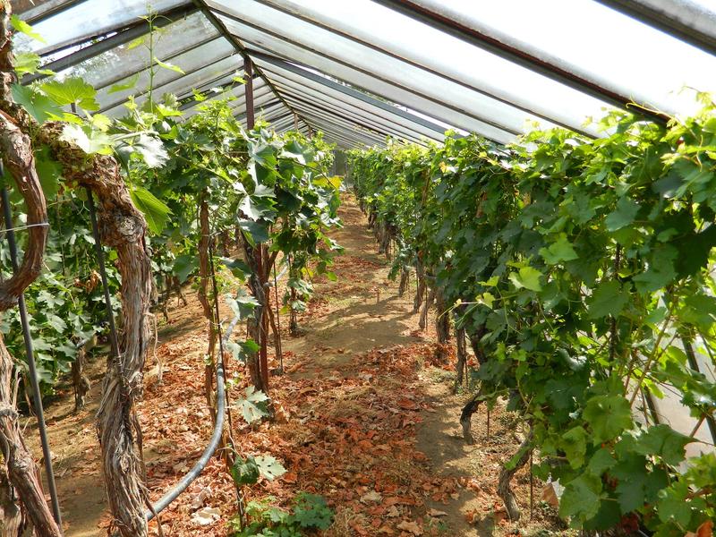 Šlechtitelská stanice vinařská Polešovice