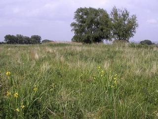 Lázeňský mokřad, přírodní památka