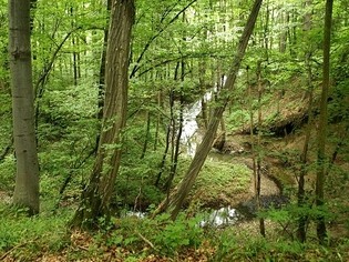 přírodní rezervace Stará Hráz