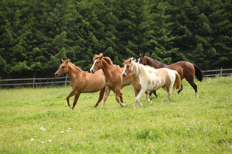 Jezdecký klub Podlesí (Valašské Meziříčí)
