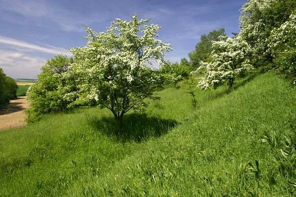 Drážov, přírodní památka
