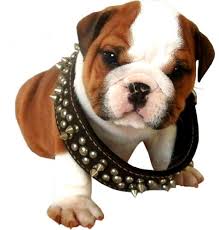 Hlídání a venčení pejsků