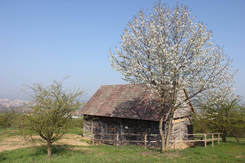 Historická stodola z obce Břestek