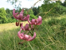 Bělokarpatská fauna - lilie zlatohlavá