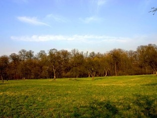 Přírodní památka Kněžpolský les