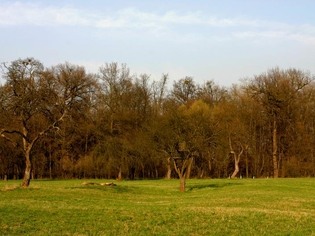 Přírodní rezervace Trnovec