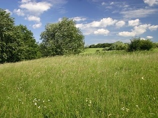 Nové louky, přírodní památka