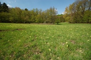 Přírodní rezervace Moravanské louky