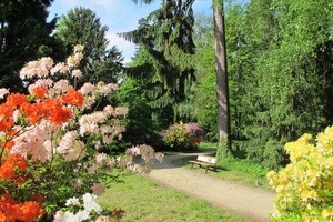 Jaro - azalky, rododendrony