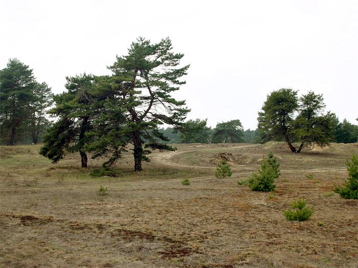 Vojenské cvičiště, přírodní památka