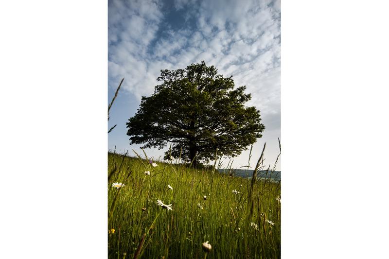 Dub rodiny v Pitíně