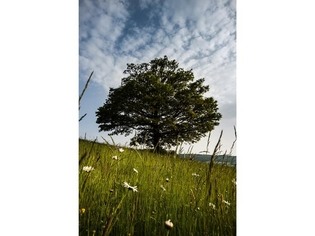 Dub rodiny v Pitíně