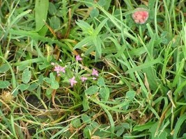 Dobré Pole - slanisko