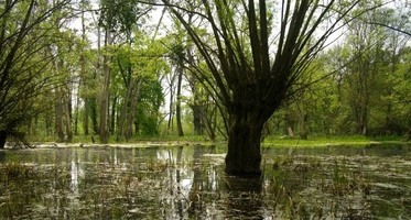 Milovice - Křivé jezero