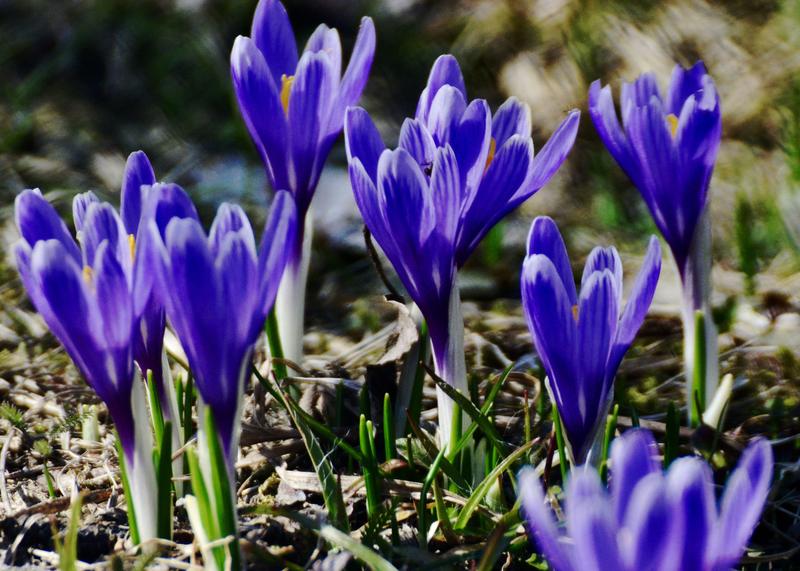 PP Sucháčkovy paseky