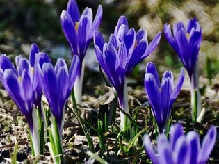 PP Sucháčkovy paseky