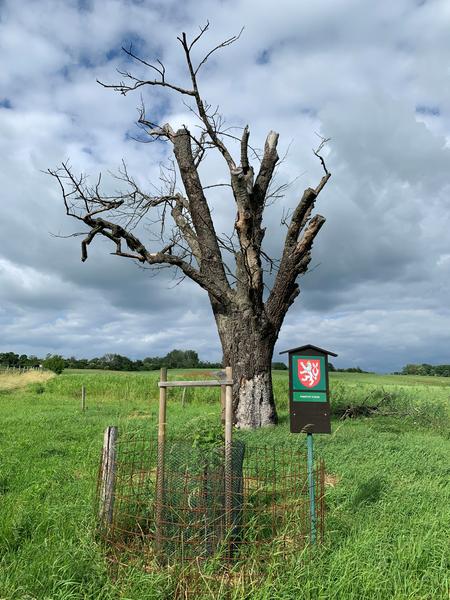 Mařatická oskeruše