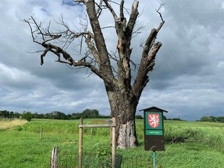 Mařatická oskeruše