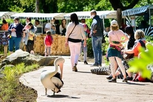 pelikáni_foto Zoo Zlín