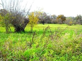 Milovice – Křivé jezero