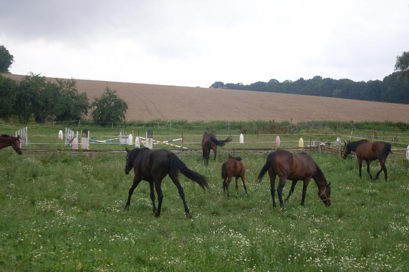 JEZDECKÝ KLUB Radkova Lhota. o.s.