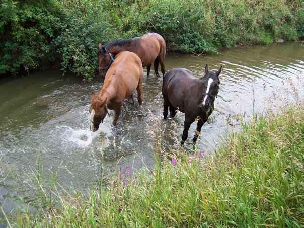 Jezdecký klub Pravčice, o.s.