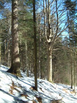 Rezervace ČSOP Ščúrnica