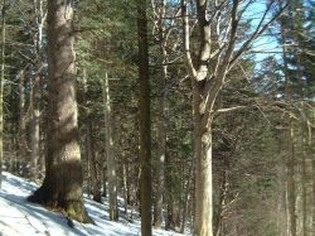 Rezervace ČSOP Ščúrnica